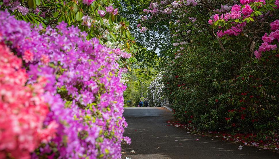 Seasonal Spotlight tours - Rhododendrons and Azaleas at Exbury Gardens & Steam Railway