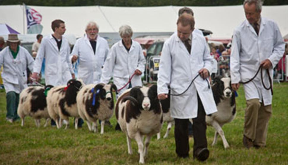 Romsey Agricultural Show - Sheep