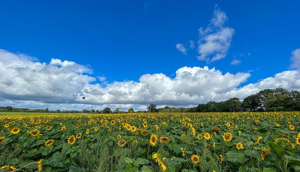 Silkstead Sunflowers