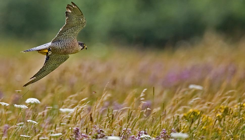 Sky Hunters at Sunset at The Hawk Conservancy Trust