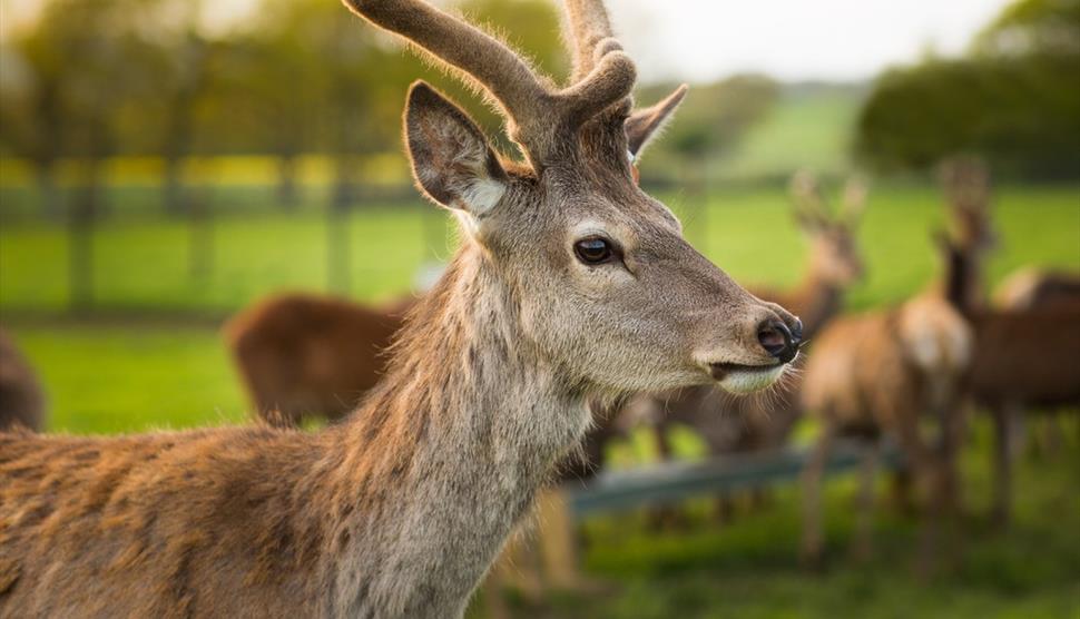 Deer at Sky Park Farm