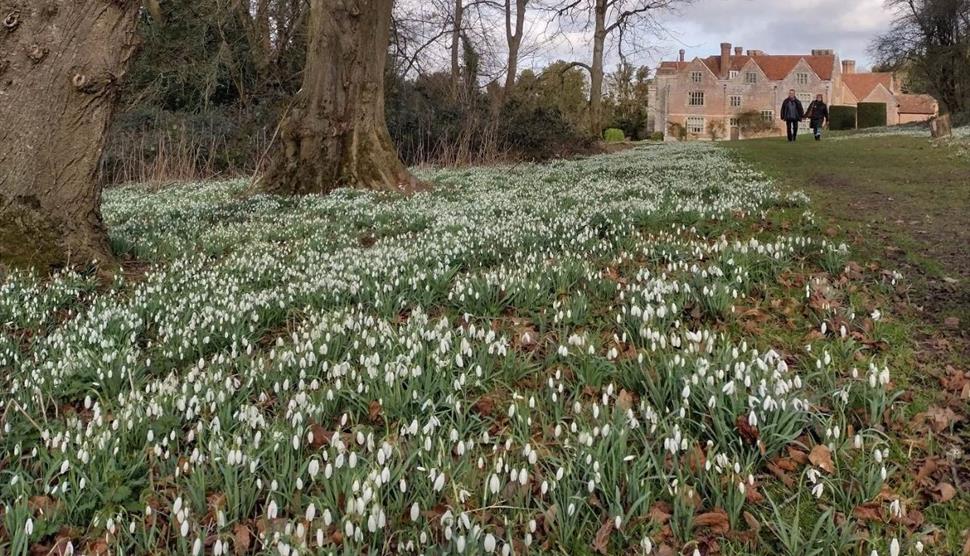 Snowdrop Sunday at Chawton House