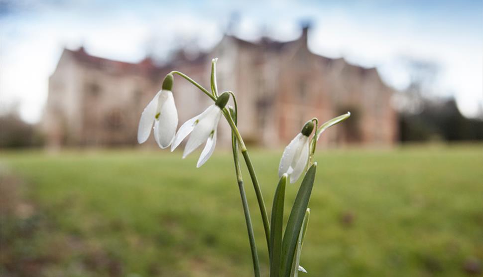 National Garden Scheme Snowdrop Day at Chawton House