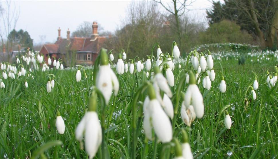 Snowdrop Weekend at Gilbert White's House & Gardens