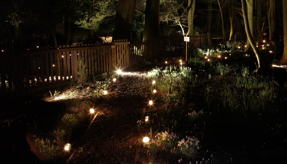 Snowdrops by Candlelight