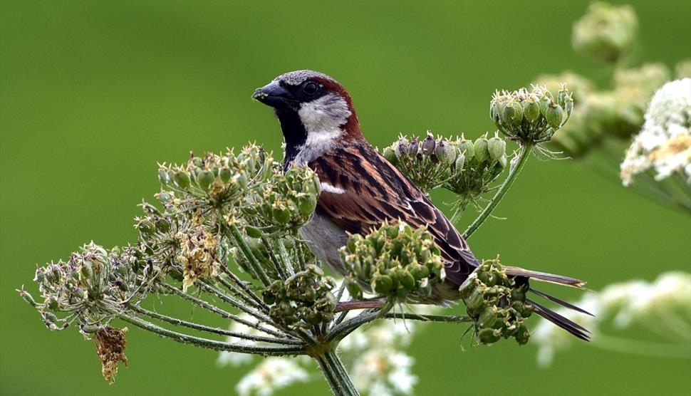 A House Sparrow on a flower