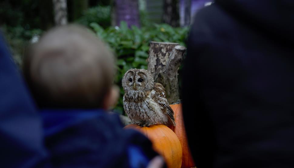 A Tawny Owl sat on a pumpkin