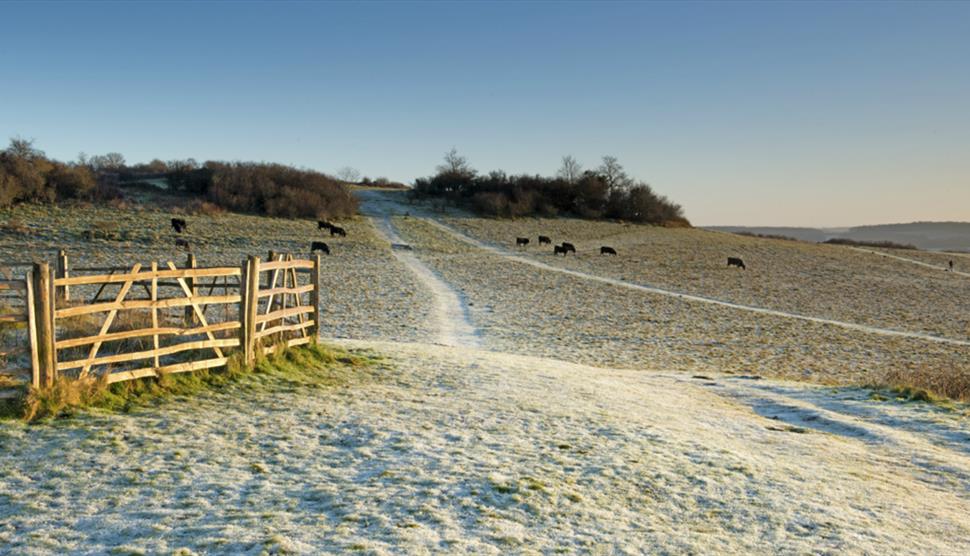 Stockbridge Down in winter - Simon Newman