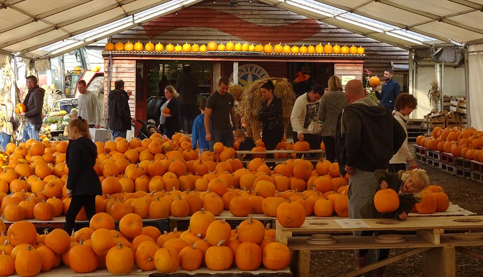 Pumpkin Festival at Sunnyfields Farm