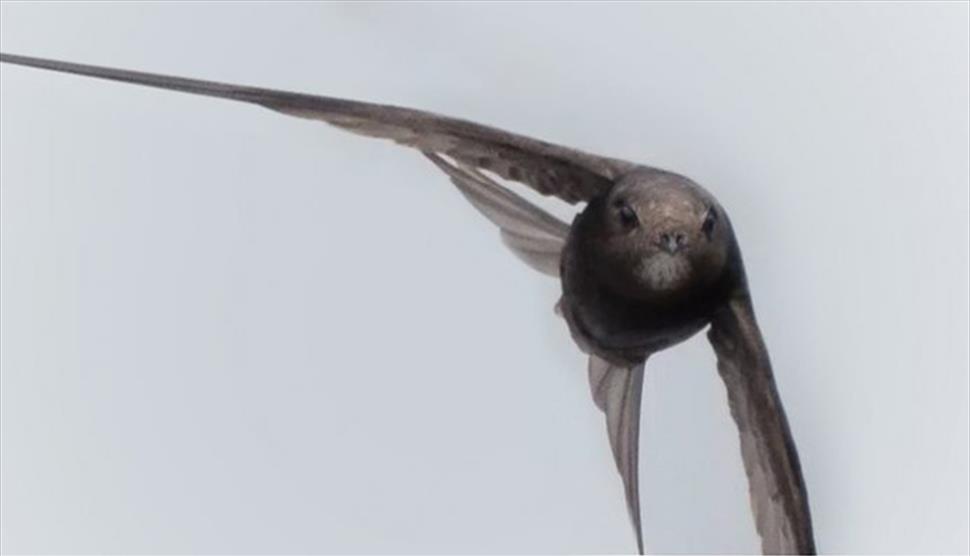 Saving Hampshire's Swifts at Gilbert White's House