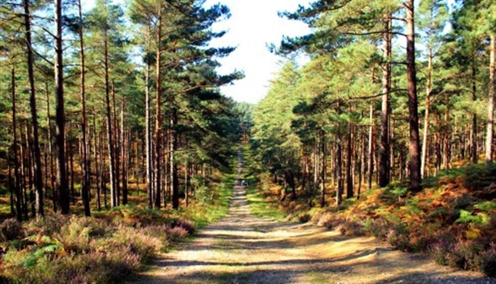 Cycling at Swinley Forest