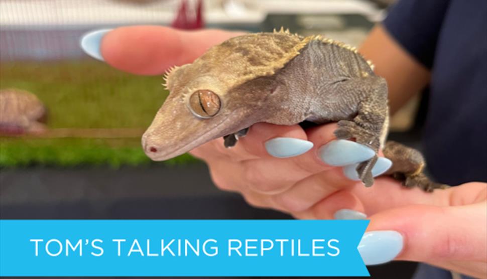 Hands holding a Gecko at a Reptile Show.