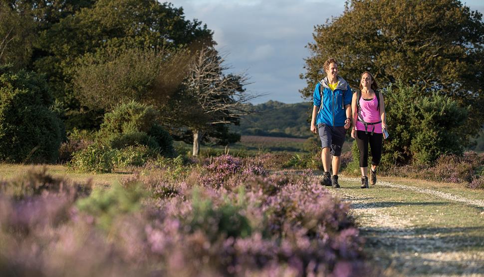 New Forest Walking Festival