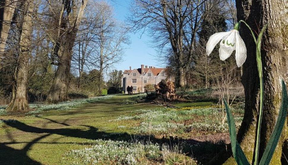Snowdrops Unveiled: A Guided Talk and Walk at Chawton House