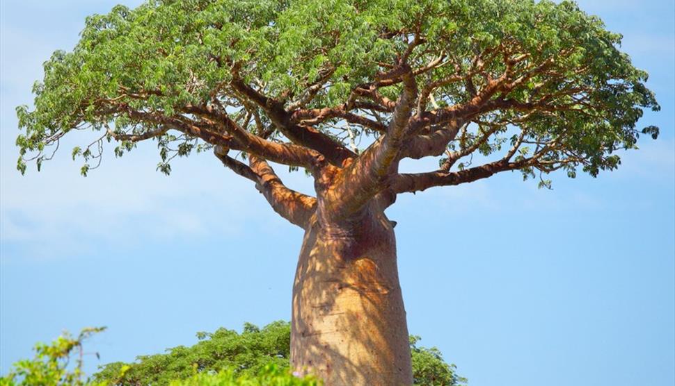 The Awongalema Tree Play in a Day at The Lights Theatre