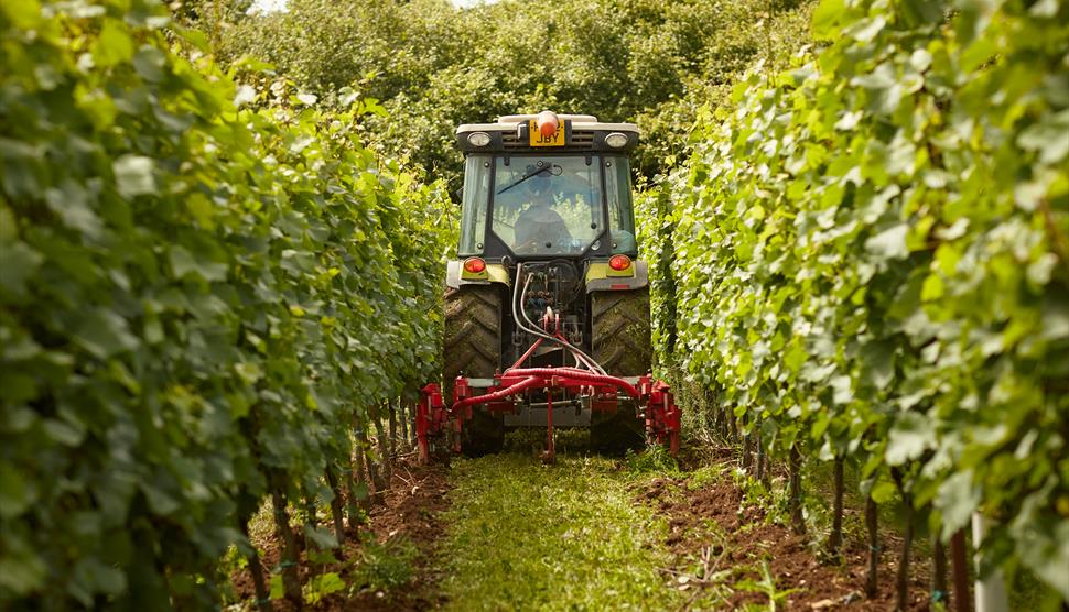 Tendering to the vines at The Grange Vineyard