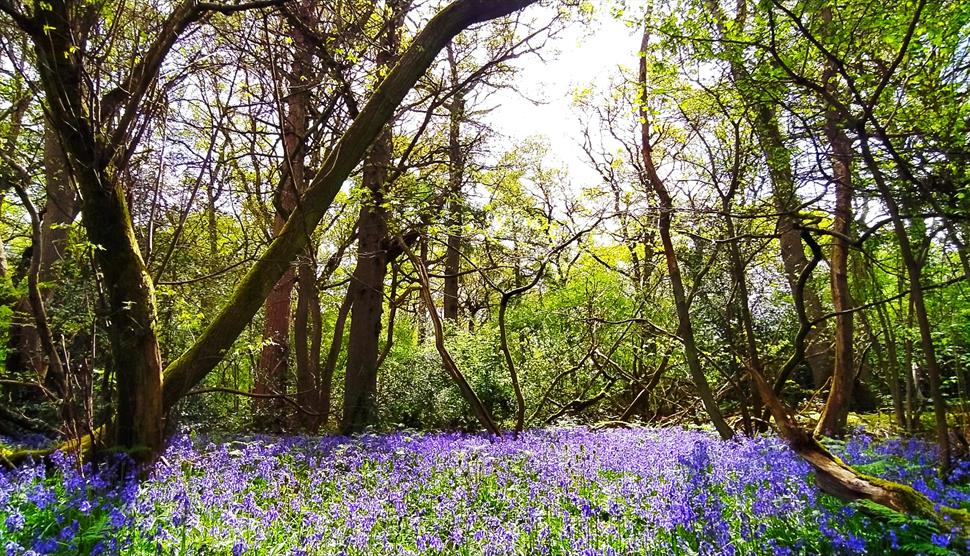 Woodland Bluebells Walk at The Vyne