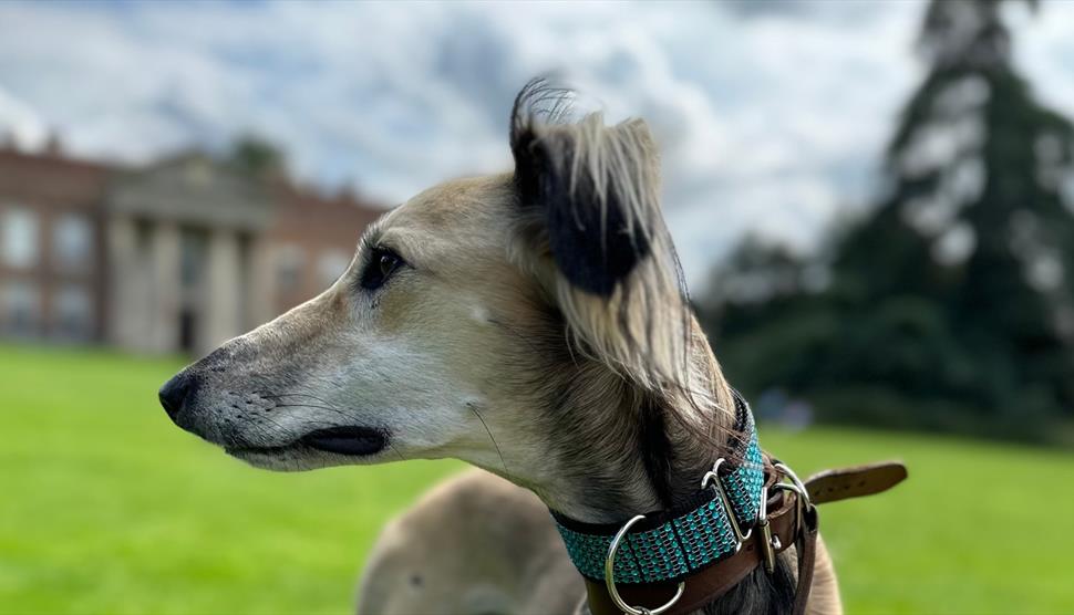 Pooch Passport at The Vyne