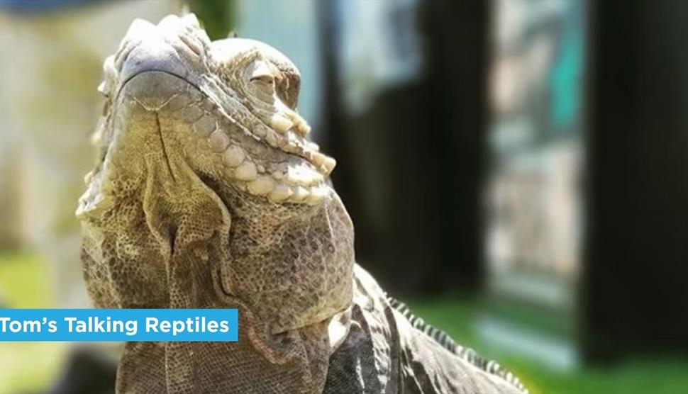 Tom's Talking Reptiles at Sky Park Farm