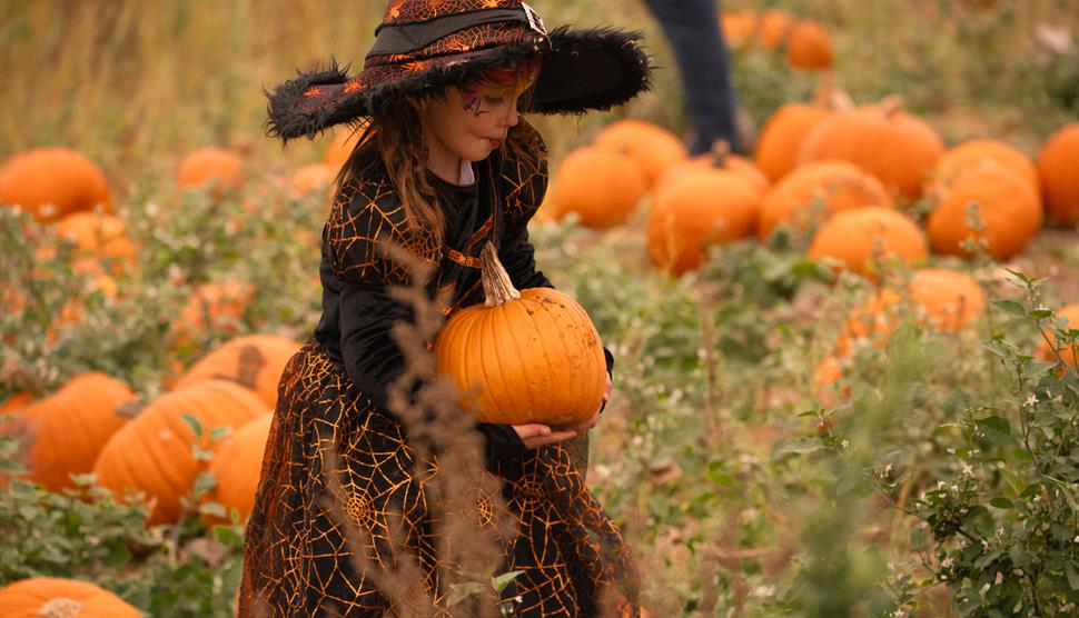 The Rogate Pumpkin Patch