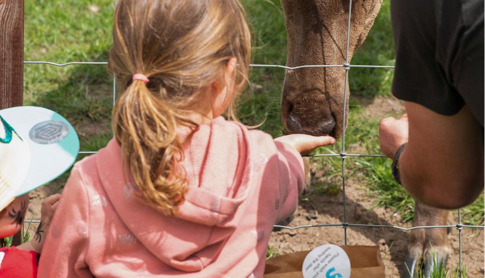 Family Walk to Sky Park Farm for Petersfield Walking Festival