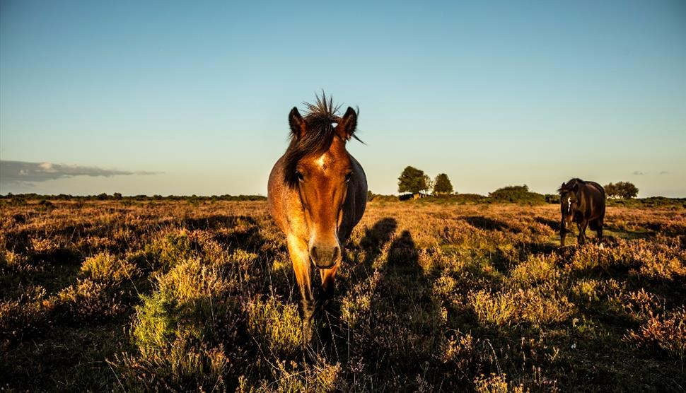 The New Forest