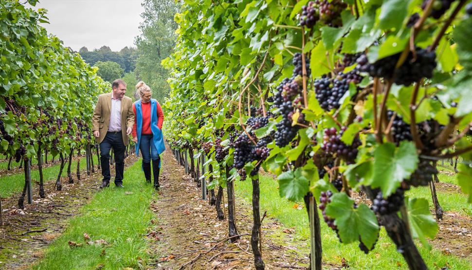 Hampshire Vineyards Tour
