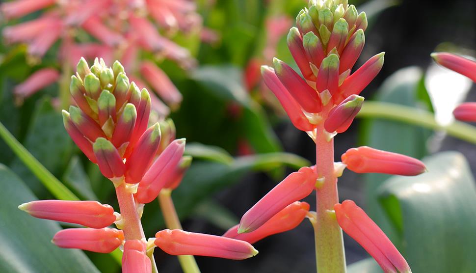 Lachenalia and Orchid Exhibition at Exbury Gardens