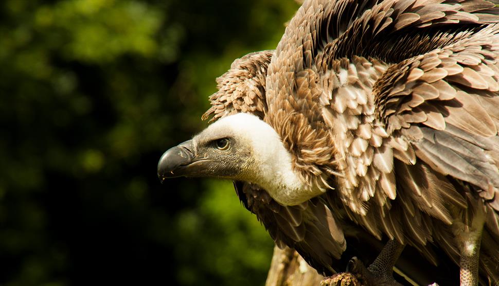 International Vulture Awareness Day at The Hawk Conservancy Trust