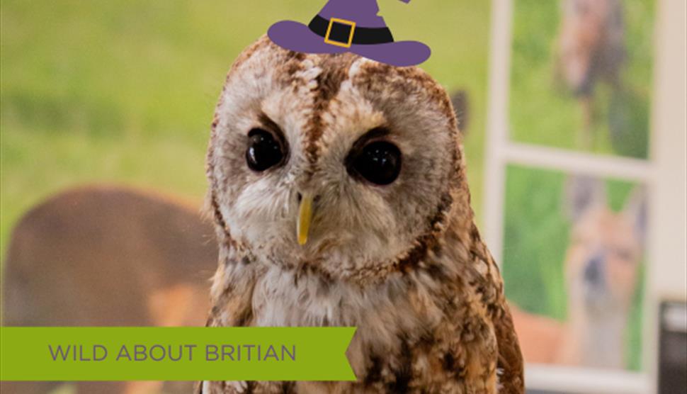 Image of Wild Native British Owl wearing a Witches Hat for October half term events at Sky Park Farm