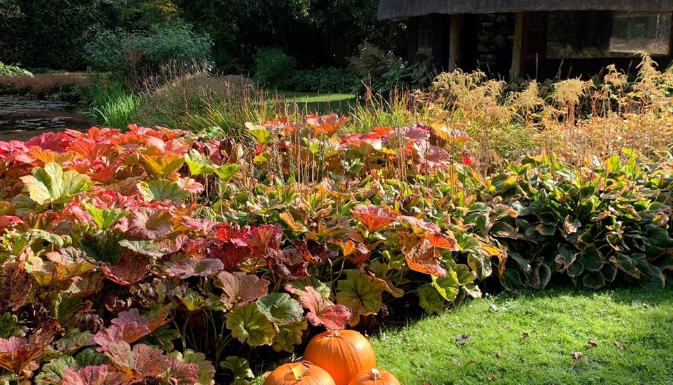 Longstock Park water garden with pumpkins in the foreground