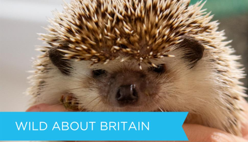 Photograph of hedgehog held in the the palm of someone's hands.