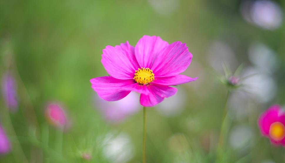 Wild! Festival of flowers and nature at Winchester Cathedral