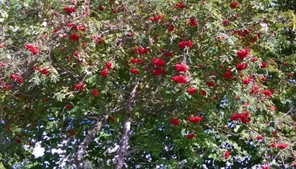 Rowan tree