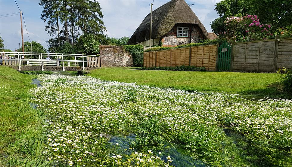 Watercress & Winterbournes: The Myth and Magic of Water Meadows at Perins School