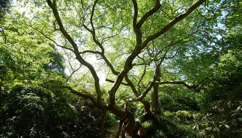Seasonal spotlight tours - Veteran Trees at Exbury Gardens & Steam Railway