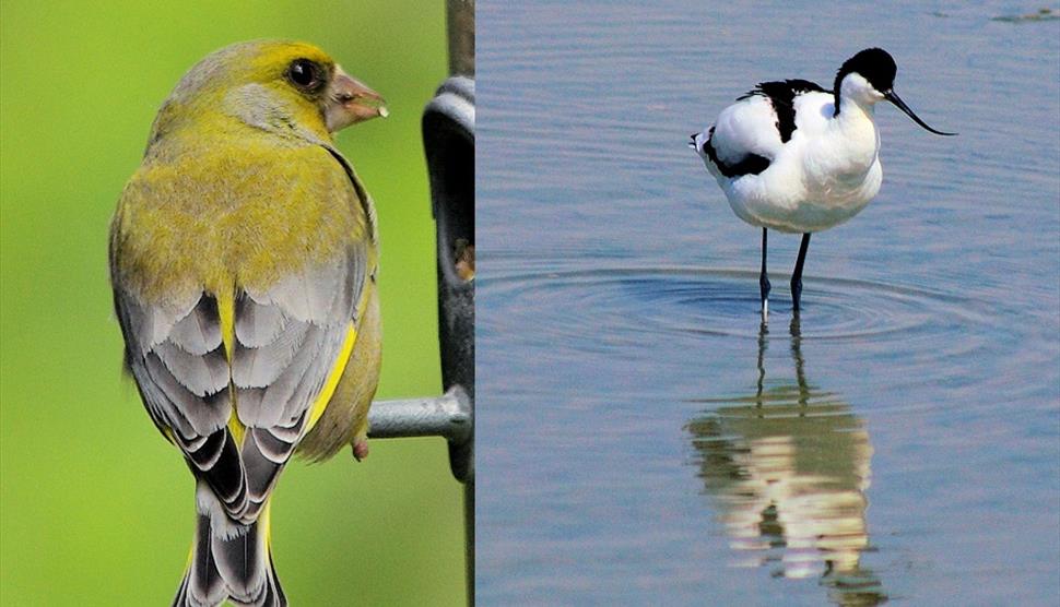 Photograph of two birds local to the Portsmouth area