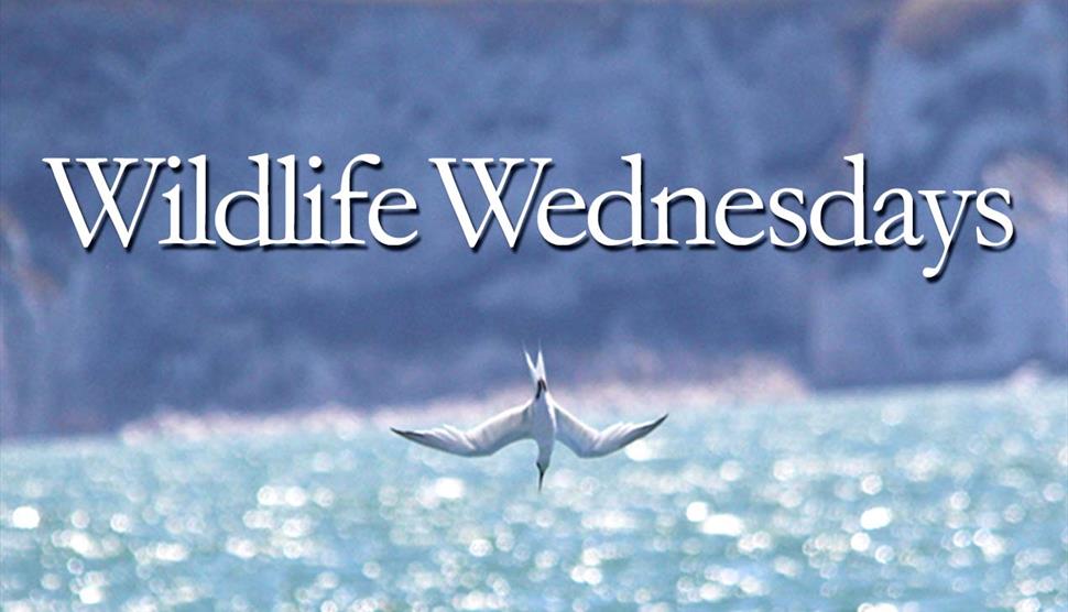 Wildlife Wednesdays at Hurst Castle