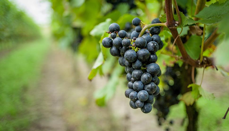 Petersfield and Margaret River: A Wine Tasting Experience at Petersfield Museum