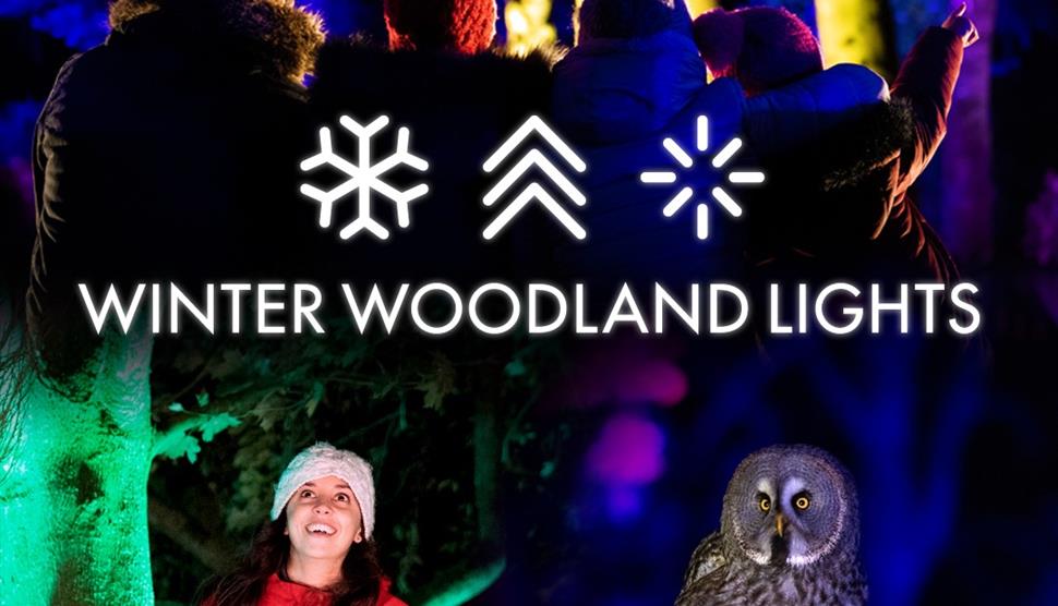 Winter Woodland Lights at Hawk Conservancy Trust