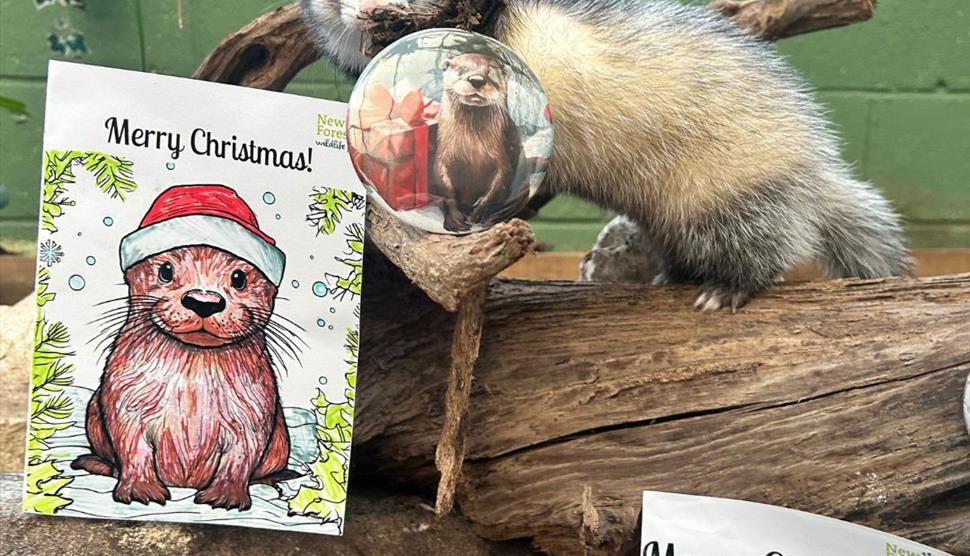Winter Wildlife Wonders at New Forest Wildlife Park