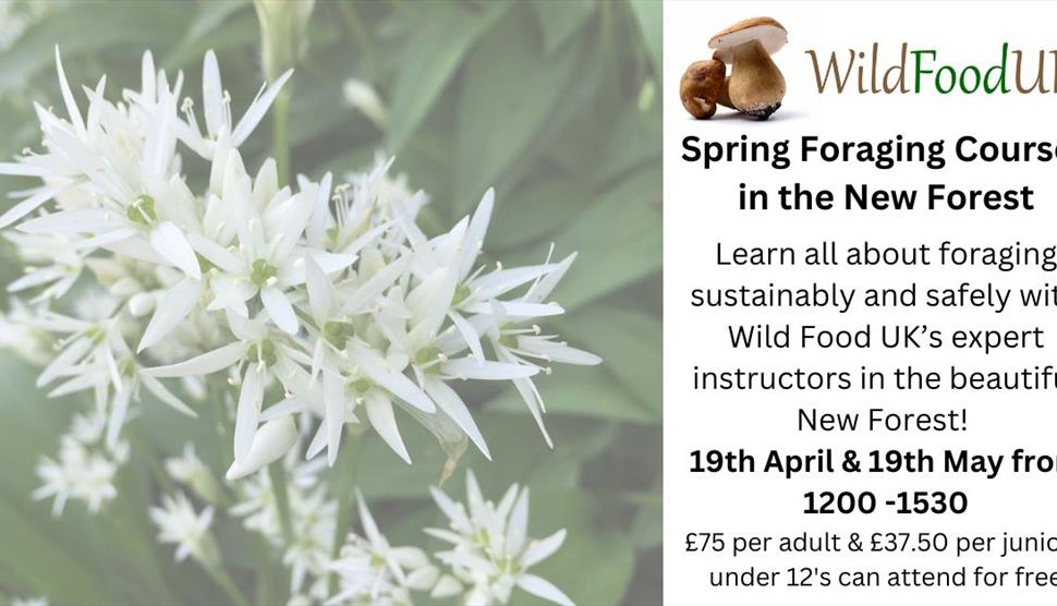 Spring Foraging Courses at The Red Shoot Inn