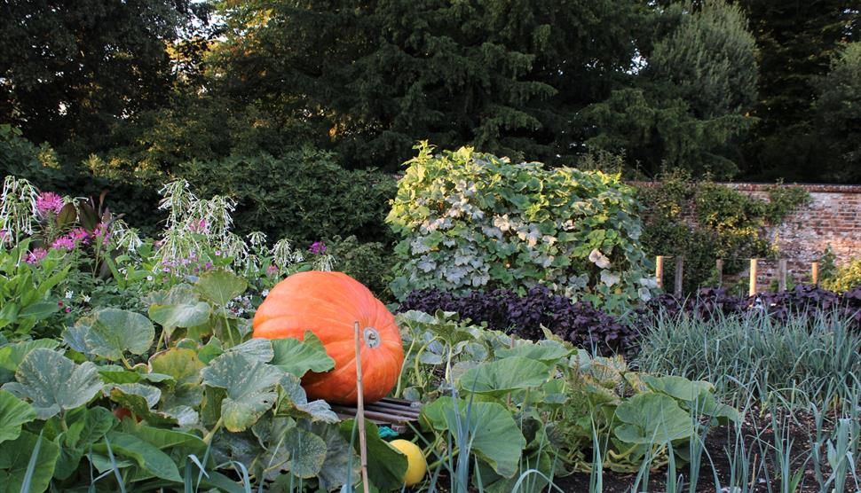 Pumkpin in the Walled Garden