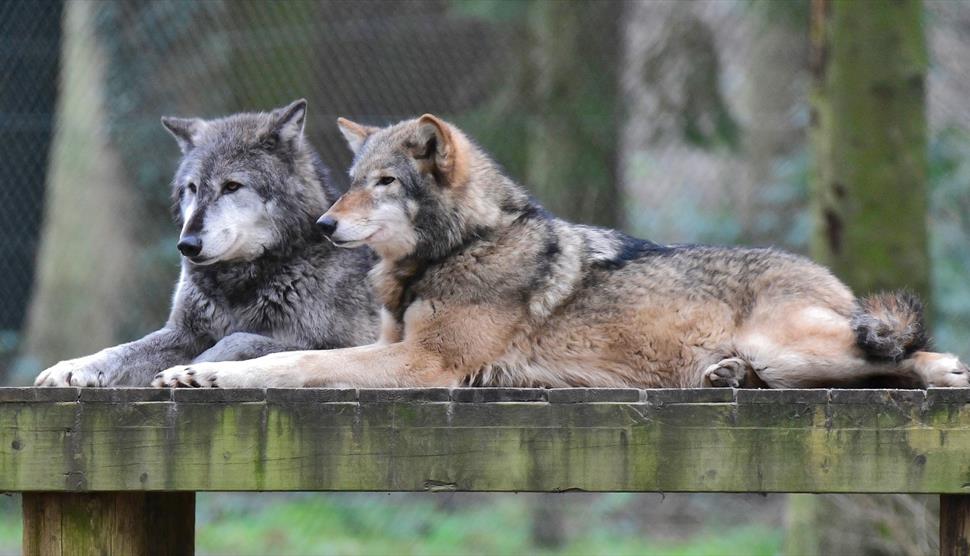 Mother's Day Quiz at New Forest Wildlife Park