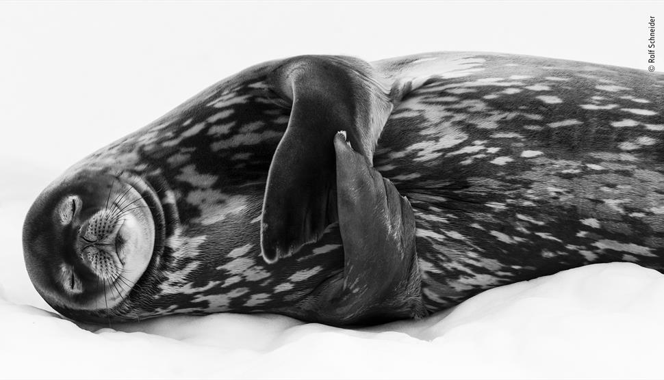 Wildlife Photographer of the Year at Winchester Discovery Centre