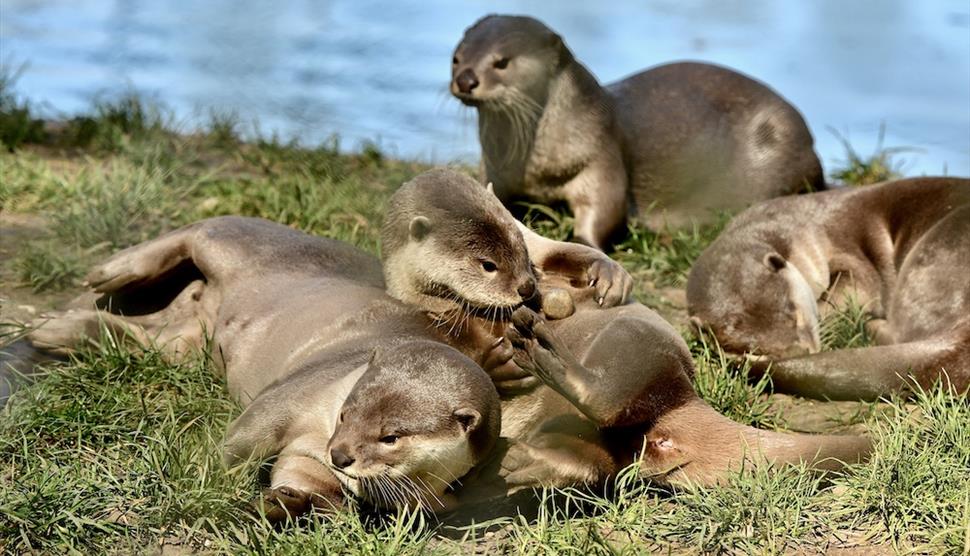 Smooth coated otters