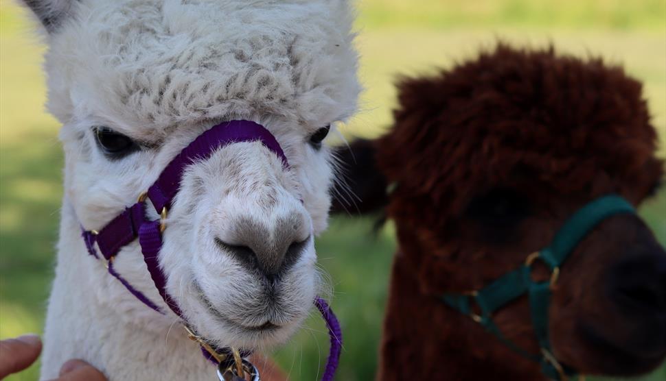 Walk with Alpacas at Exbury Gardens & Steam Railway