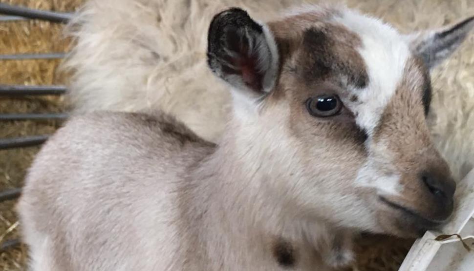 Miller's Ark Farm Open Weekend