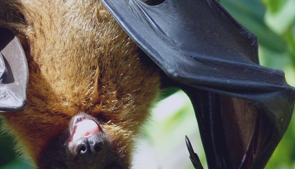 Secret Life of Bats at St Barbe Museum and Art Gallery