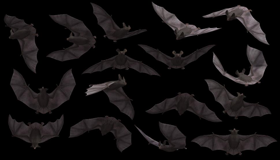 Bat Night at Gilbert White's House & Gardens